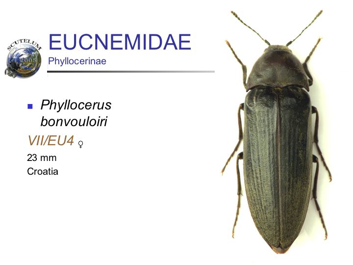 Phyllocerus bonvouloiri